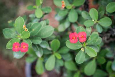 Close-up of pink flowering plant