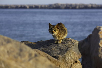 Portrait of cat sitting on rock by sea