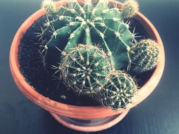 High angle view of succulent plant in pot