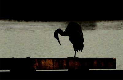 Silhouette bird perching on heart shape against sky