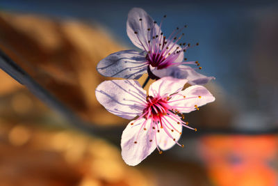 Close-up of pink flower