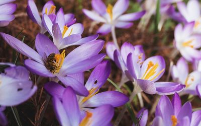 Close-up of bee on purple crocus flowers