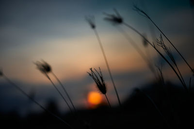 Close-up of silhouette plants against sky at sunset