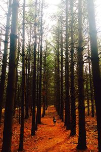 Road passing through forest