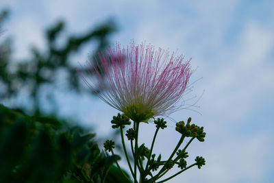 Close-up of thistle blooming against sky