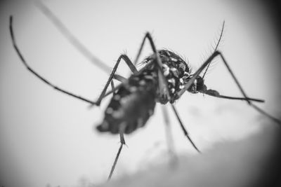 Close-up of spider