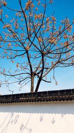 Low angle view of bare tree against blue sky