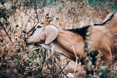 View of a dog relaxing on field