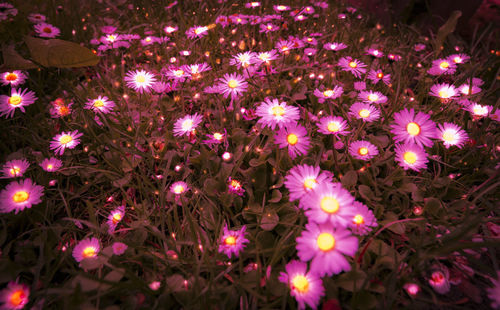 View of flowers at night