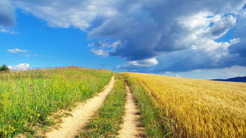 Scenic view of agricultural field against sky