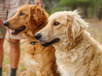 Close-up of dog