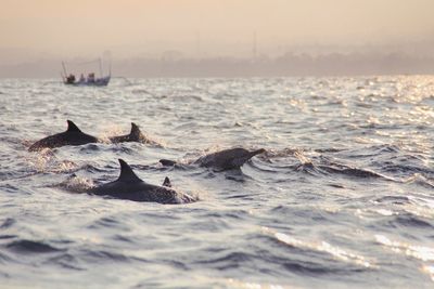 Scenic view of dolphins in the sea against sky during sunrise