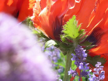 Close-up of flower