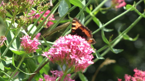 Close-up of butterfly on pink flower