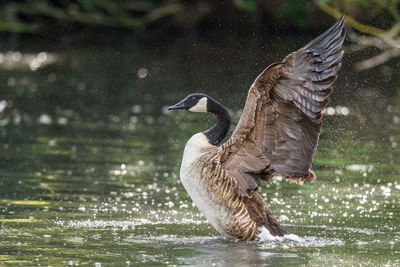 Canada goose with spread wings in lake