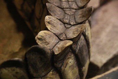Close-up of tortoise