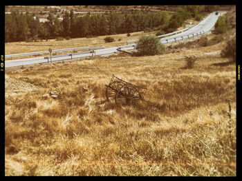 Trees on grassy field