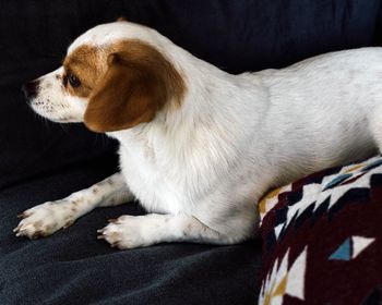 Dog sitting on sofa at home