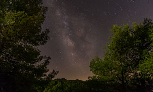 Trees against sky at night