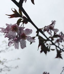 Close-up of tree against sky