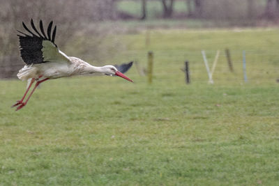 Bird flying in a field
