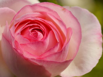 Close-up of pink rose