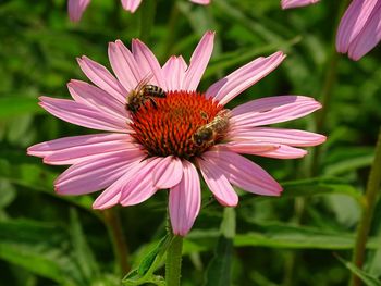 Close-up of insect on pink flower