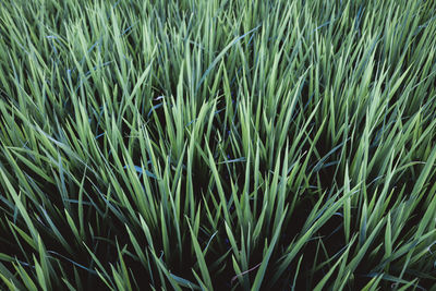 Full frame shot of plants growing on field