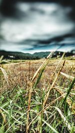 Plants growing in field