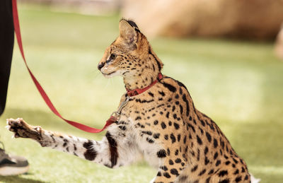 Close-up of leptailurus serval on field