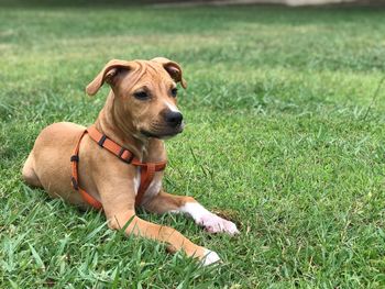 Dog lying on grass