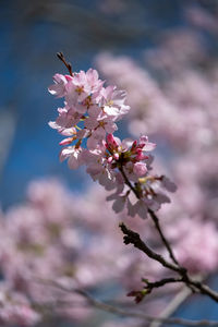 Close-up of pink cherry blossom