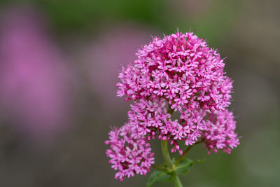 Close up of a red valerian plant in bloom