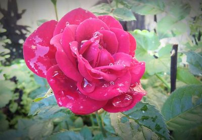 Close-up of red rose