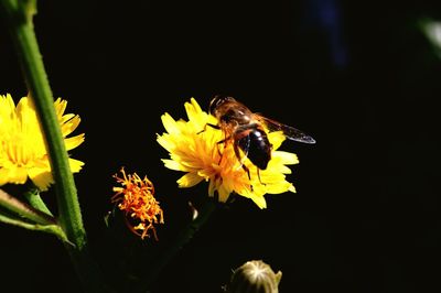 Close-up of bee pollinating on yellow flower