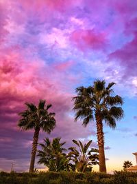 Trees against dramatic sky during sunset