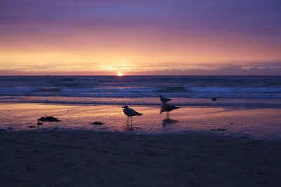 Scenic view of sea at sunset