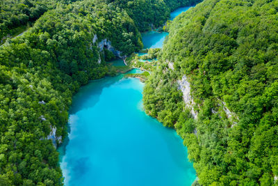 High angle view of river amidst trees in forest