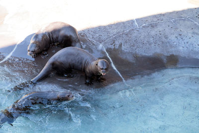 Low angle view of sea lion in water