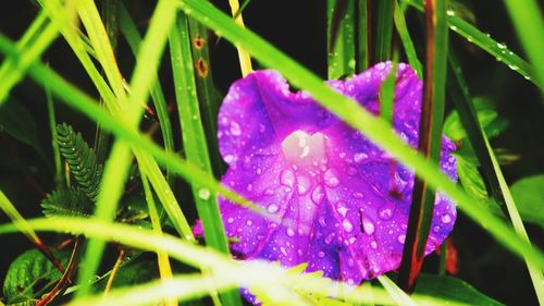 Close-up of water drops on flower