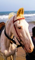 View of a horse on beach