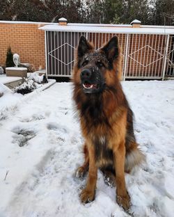 Dog on snow covered field