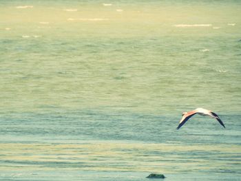 Swan flying over sea