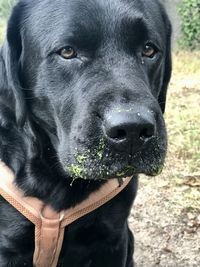 Close-up portrait of a dog