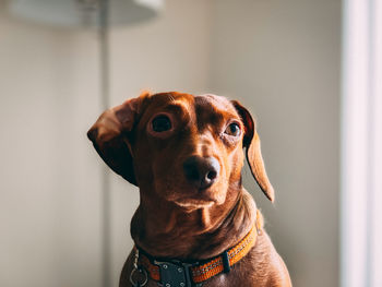 Portrait of dog at home