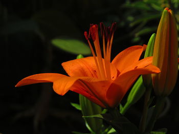 Close-up of orange lily blooming outdoors