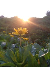 Flowers blooming on field against bright sun