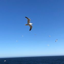 Seagulls flying over sea against clear blue sky