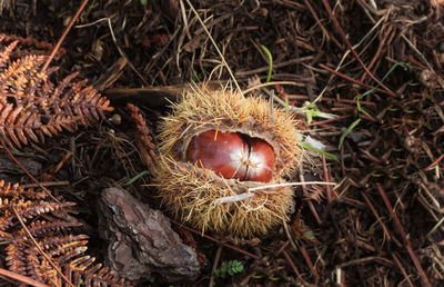 High angle view of dried plant on field