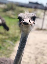 Close-up portrait of ostrich